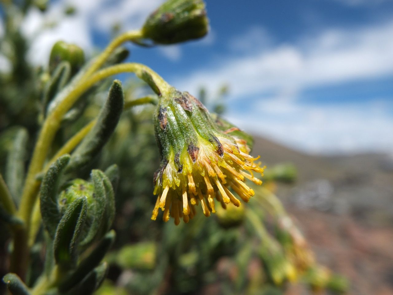 Senecio rufescens flower