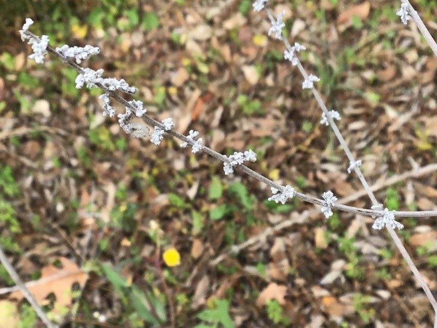 Perovskia atriplicifolia fruit