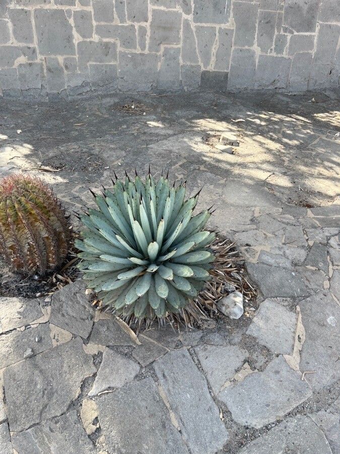 Agave macroacantha flower