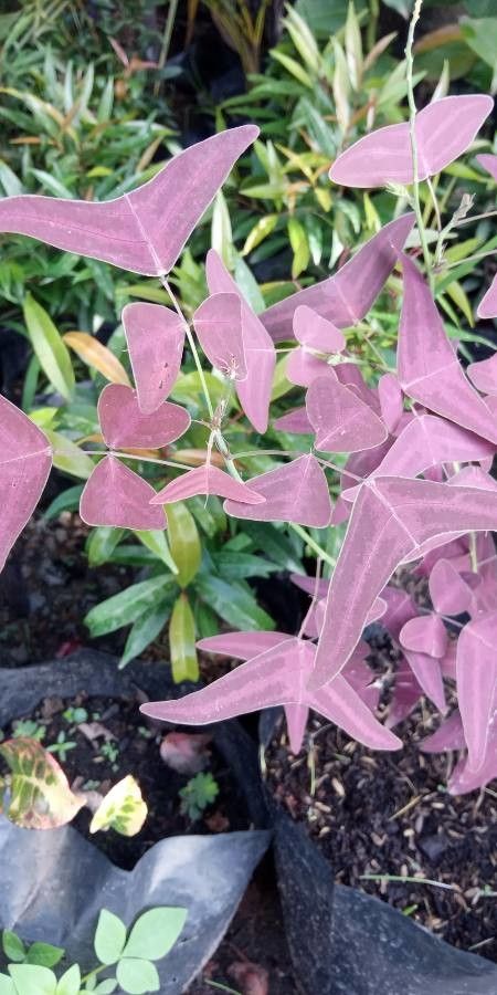 Christia vespertilionis leaf