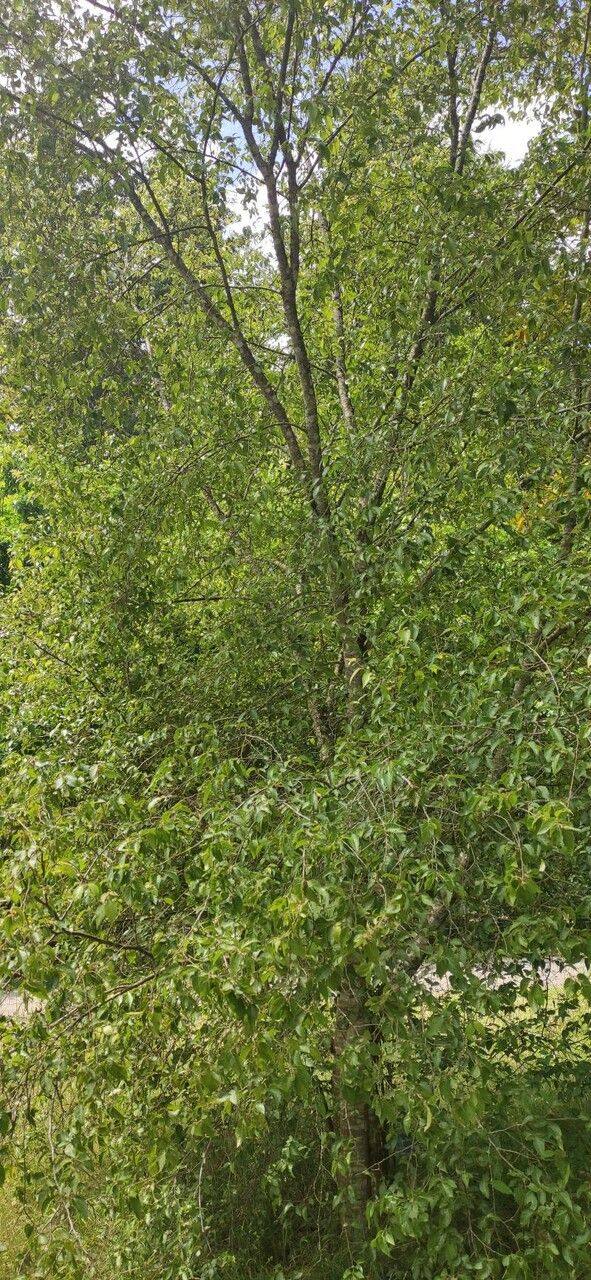 Carpinus kawakamii habit