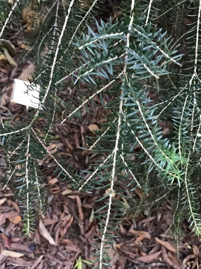Leptospermum brevipes