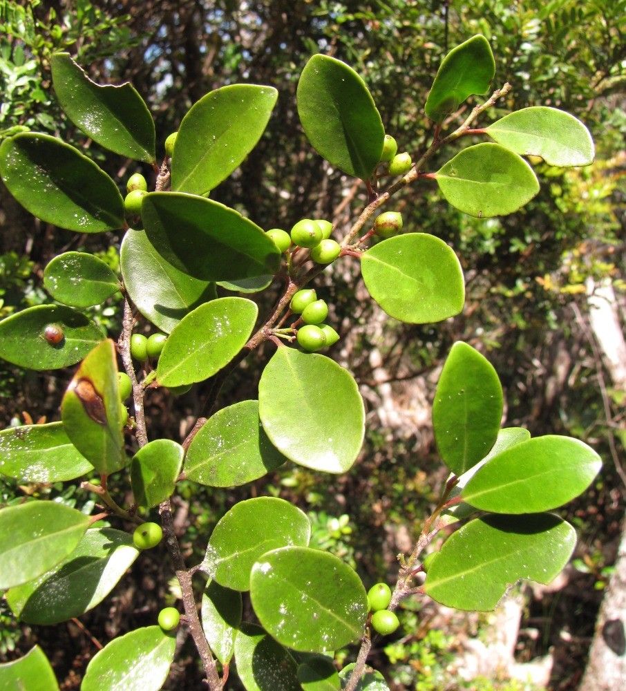 Xylosma molesta — search result for 'Xylosma'