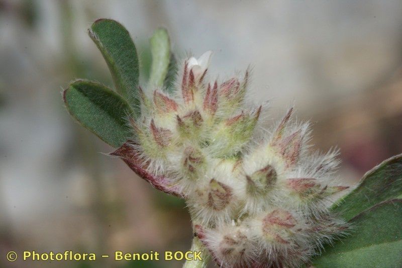 Trifolium saxatile fruit