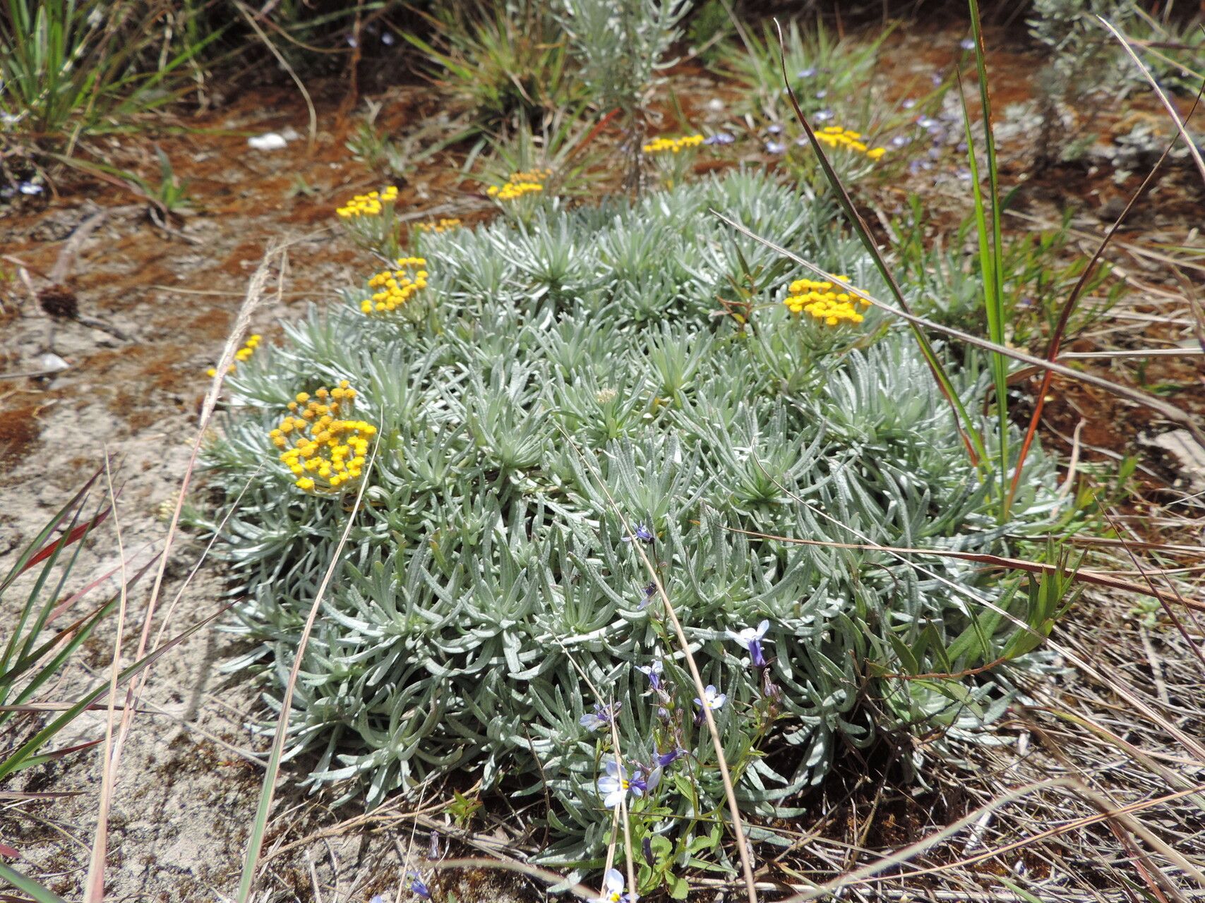 Helichrysum tillandsiifolium habit