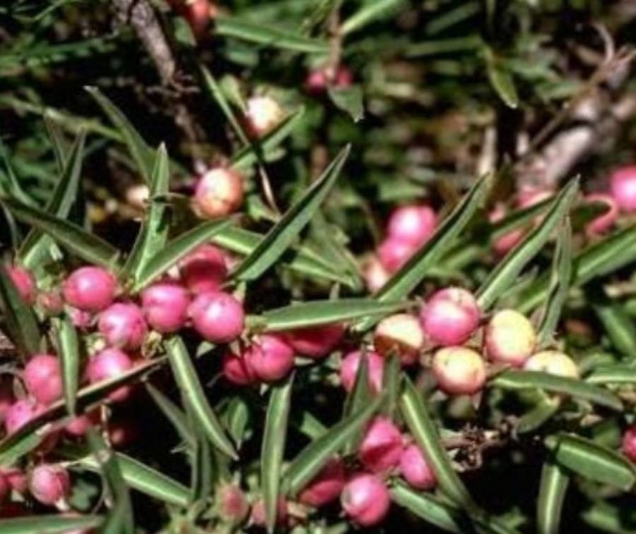Eremophila debilis fruit