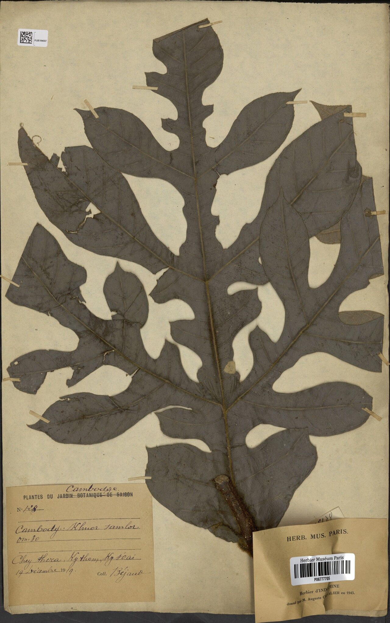 Artocarpus rigidus — search result for 'Artocarpus'