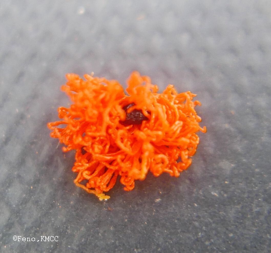 Tetracera madagascariensis flower