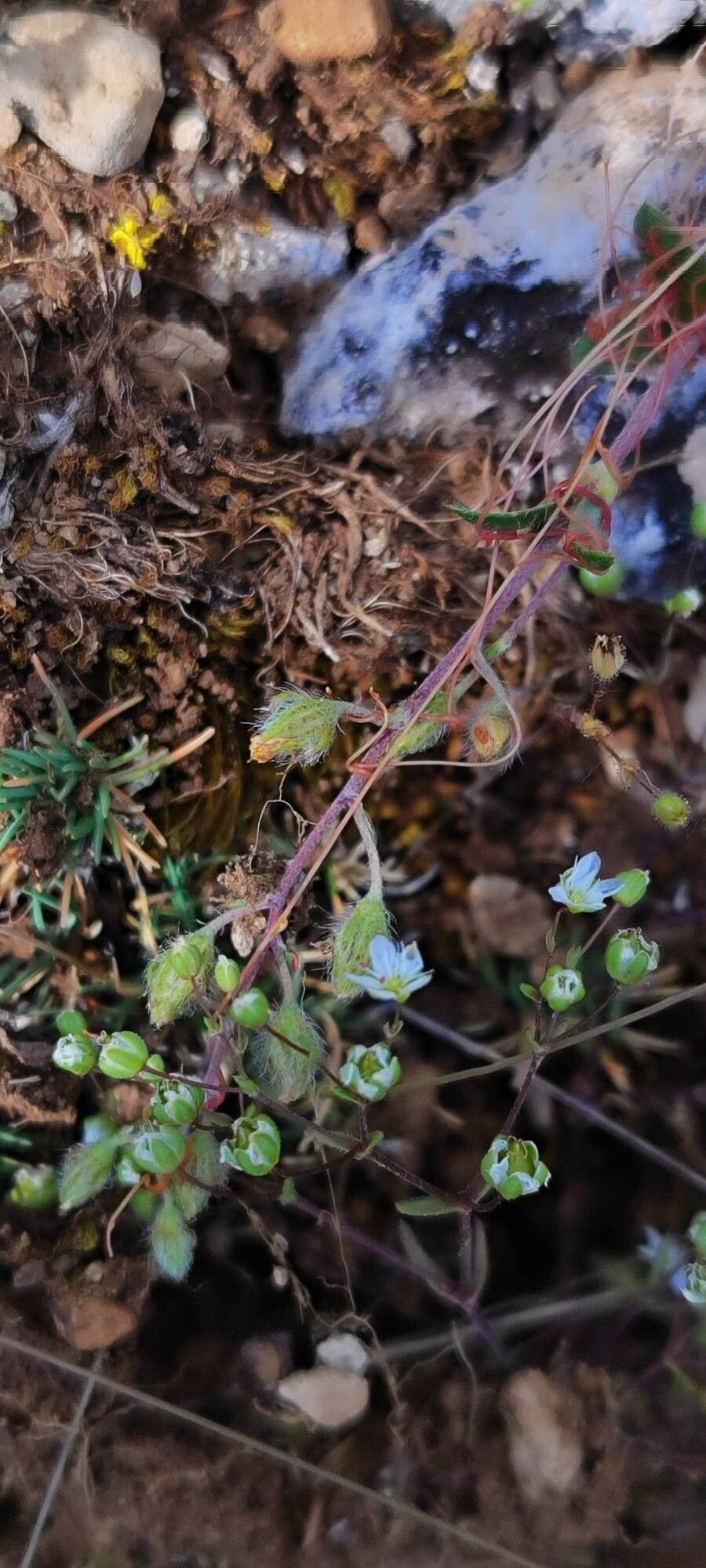 Arenaria conimbricensis habit