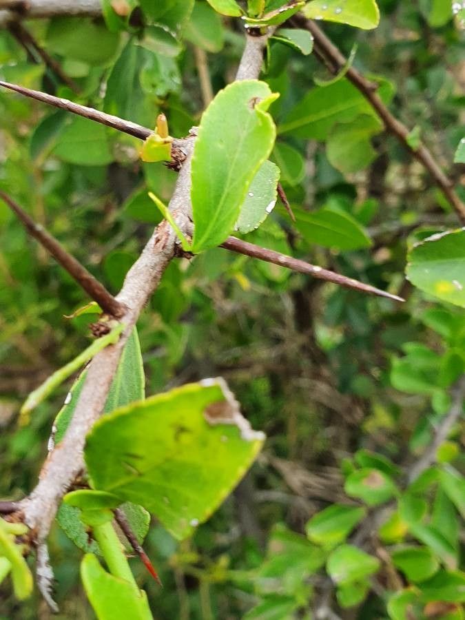 Gymnosporia heterophylla other
