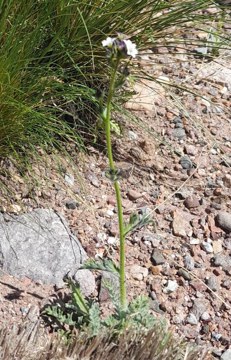 Gilia crassifolia habit