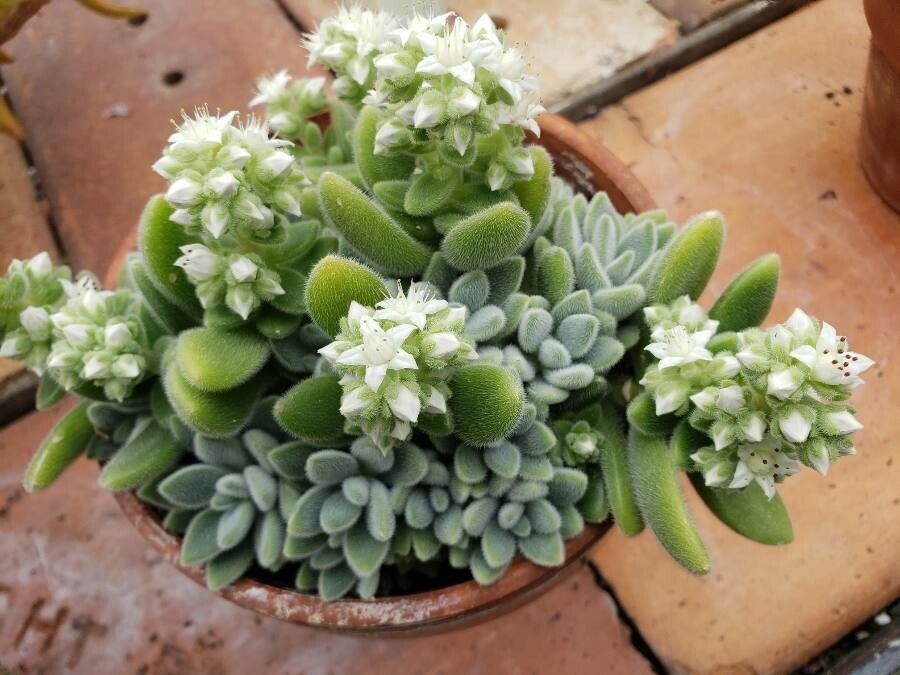 Sedum mocinianum habit