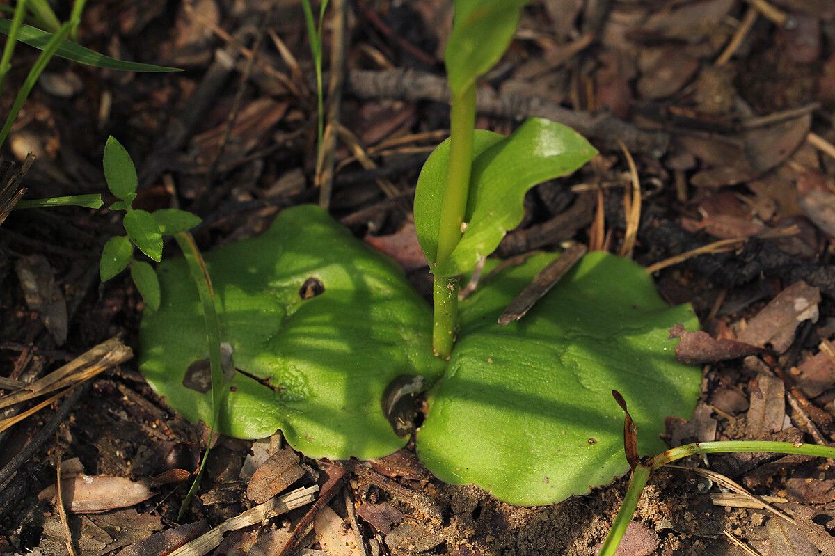 Habenaria galactantha habit