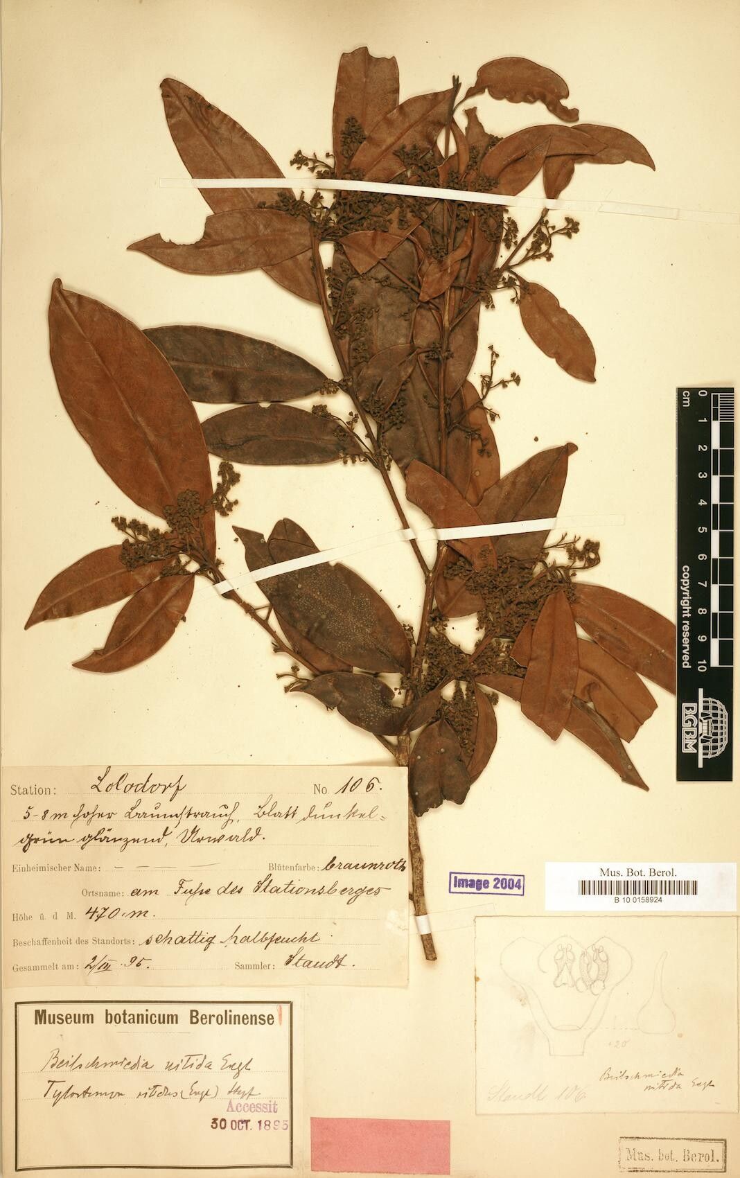 Beilschmiedia nitida — houseplant care guide