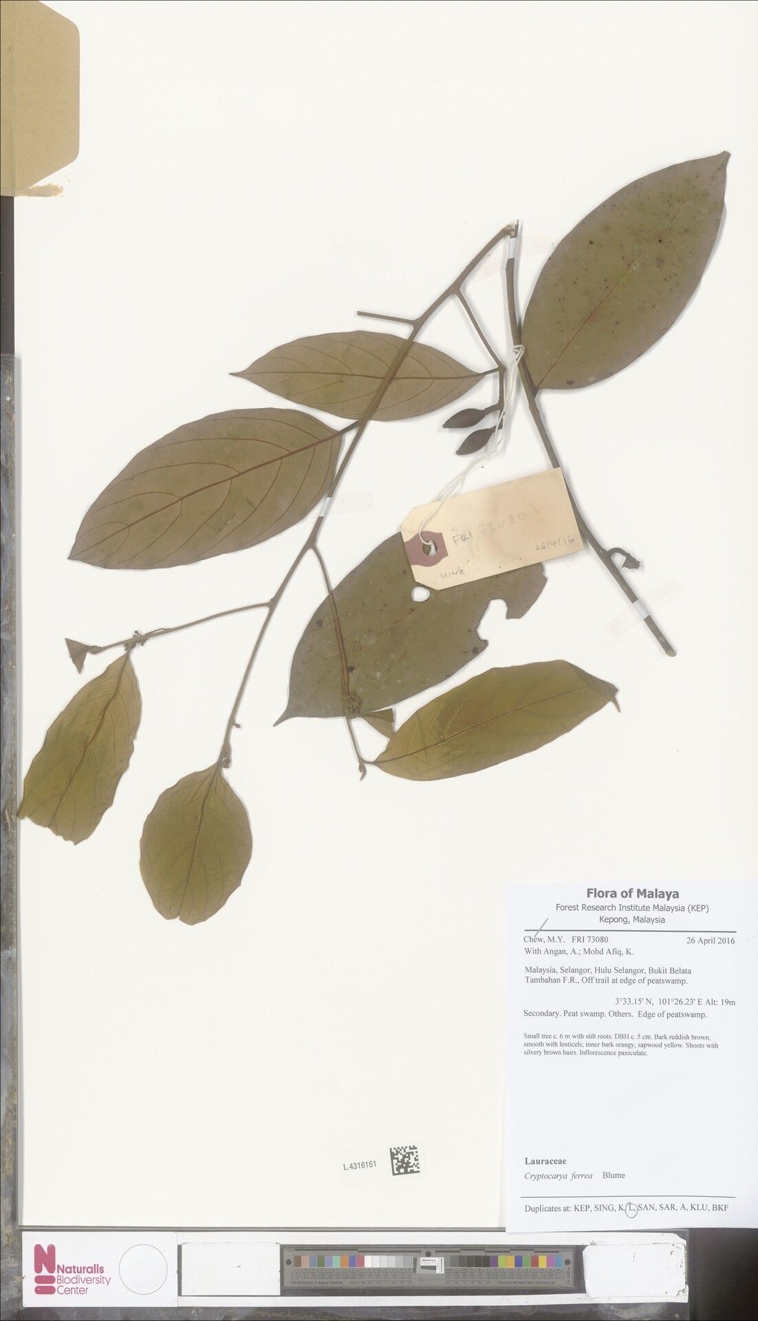 Cryptocarya ferrea — houseplant care guide