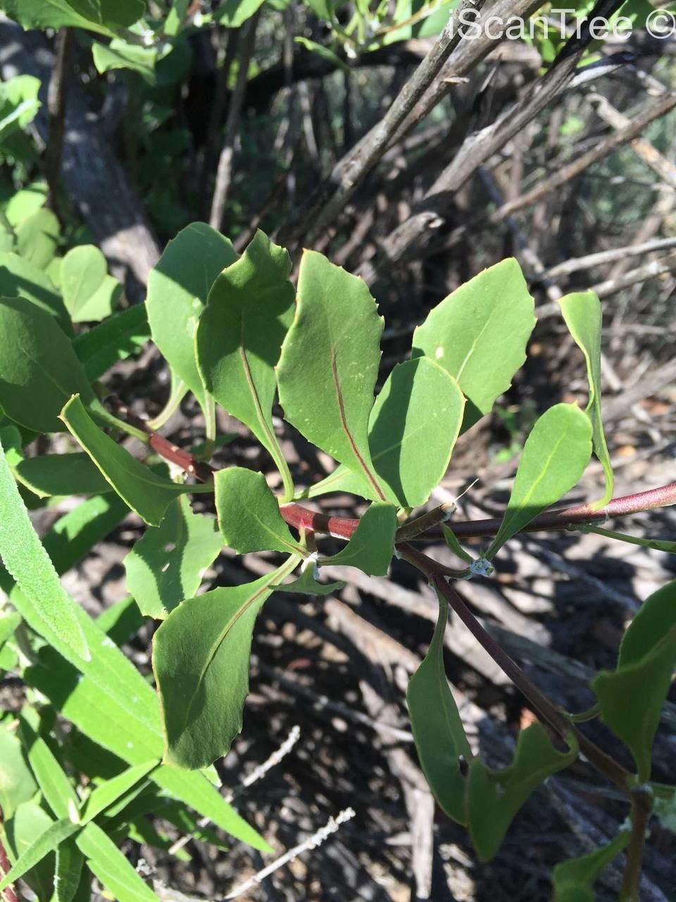 Maytenus albata habit
