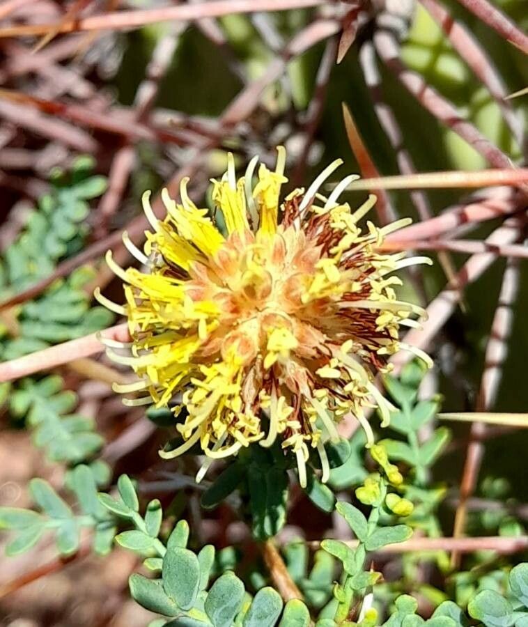 Prosopis strombulifera flower