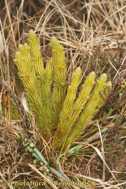 Huperzia suberecta habit