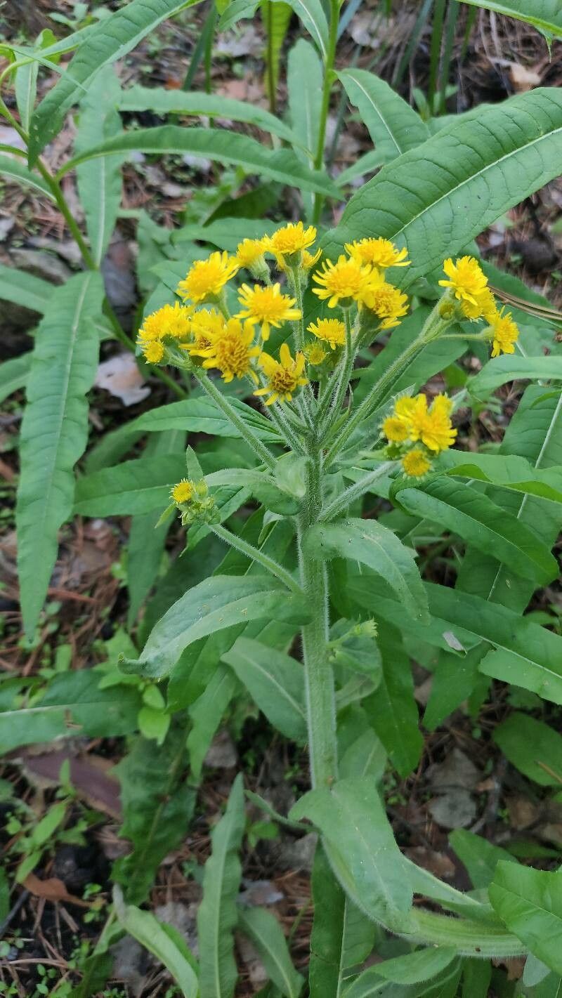 Tephroseris palustris flower