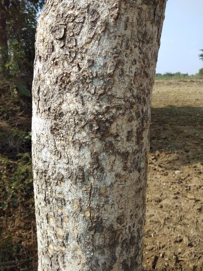 Diospyros chloroxylon bark