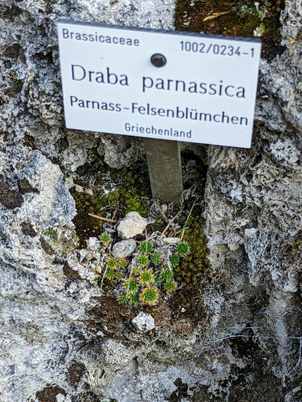 Draba parnassica habit