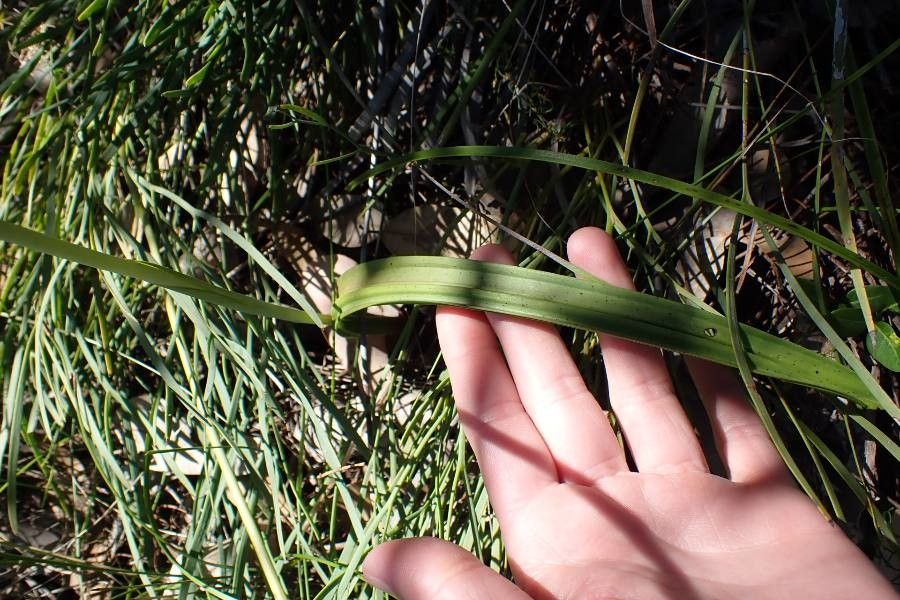 Thelymitra macrophylla — search result for 'Orchidaceae'
