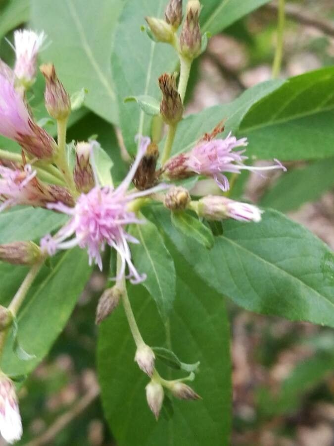 Vernonia albicaulis flower
