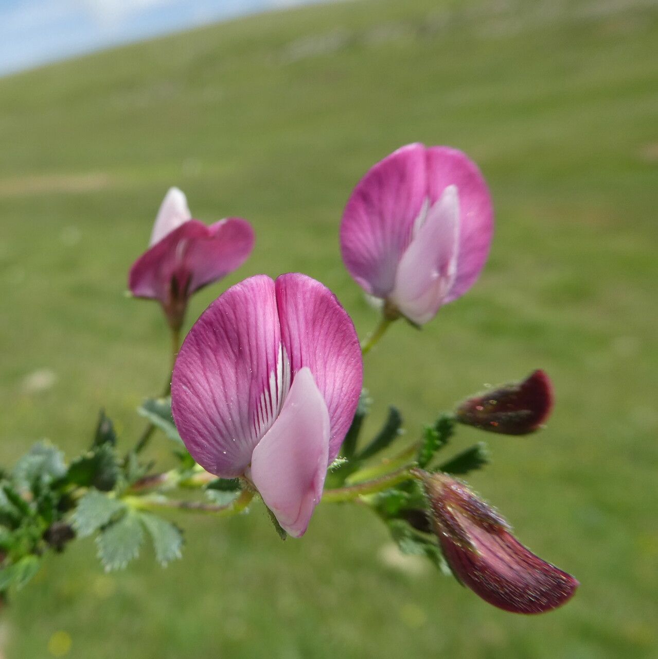 Ononis cristata flower