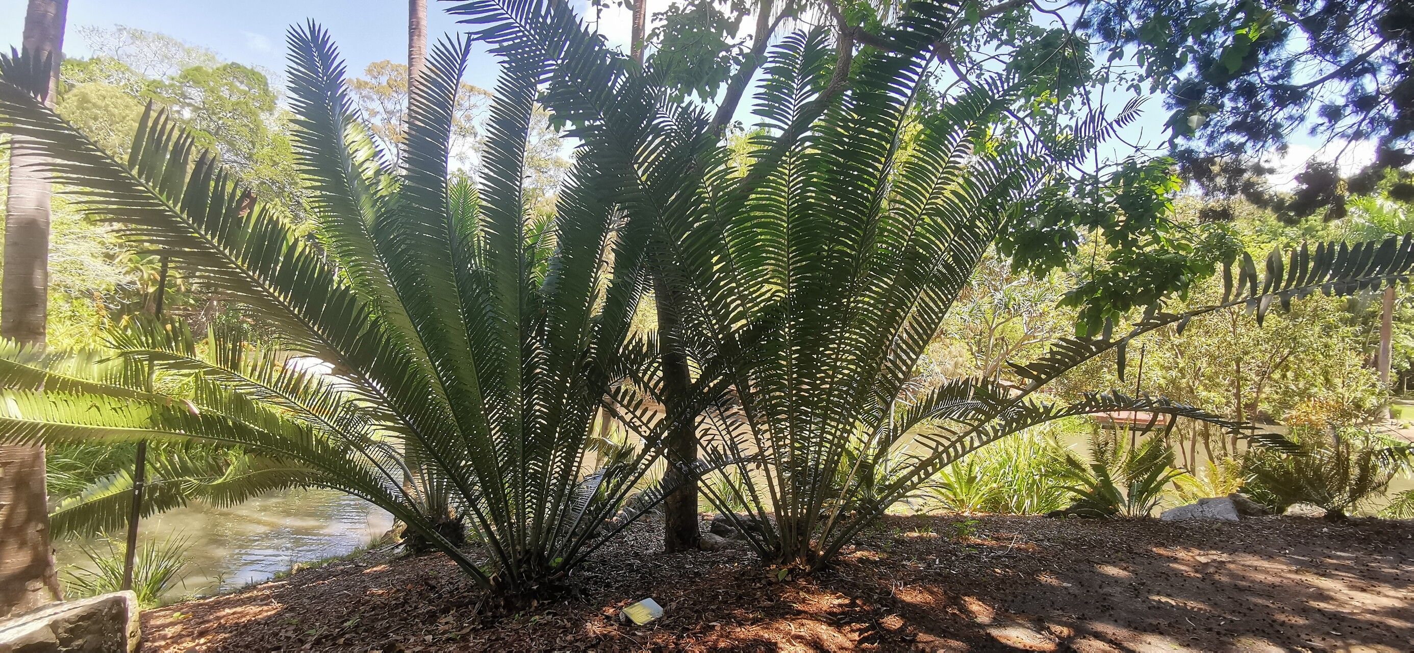 Encephalartos ituriensis — search result for 'Encephalartos'