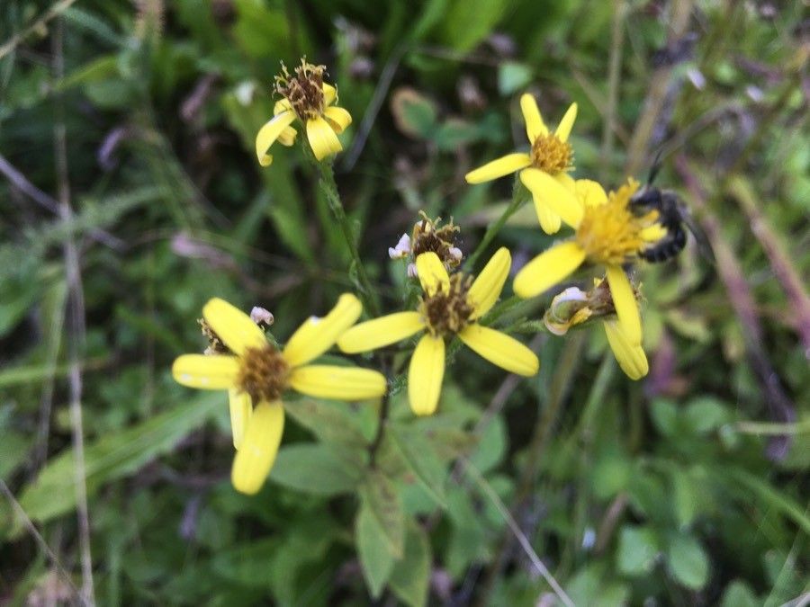 Senecio sarracenicus flower