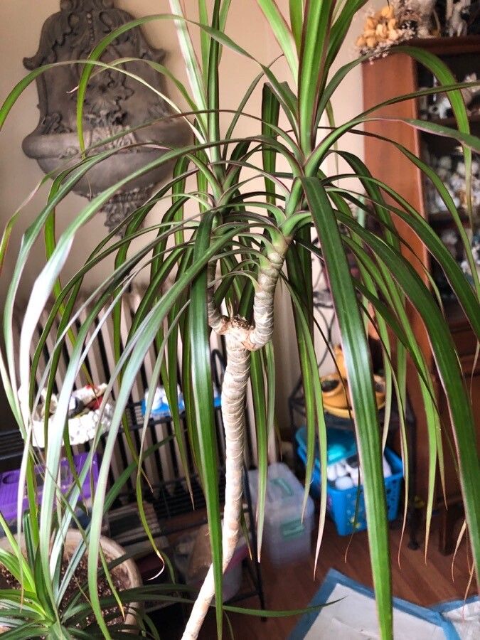 Dracaena marginata habit