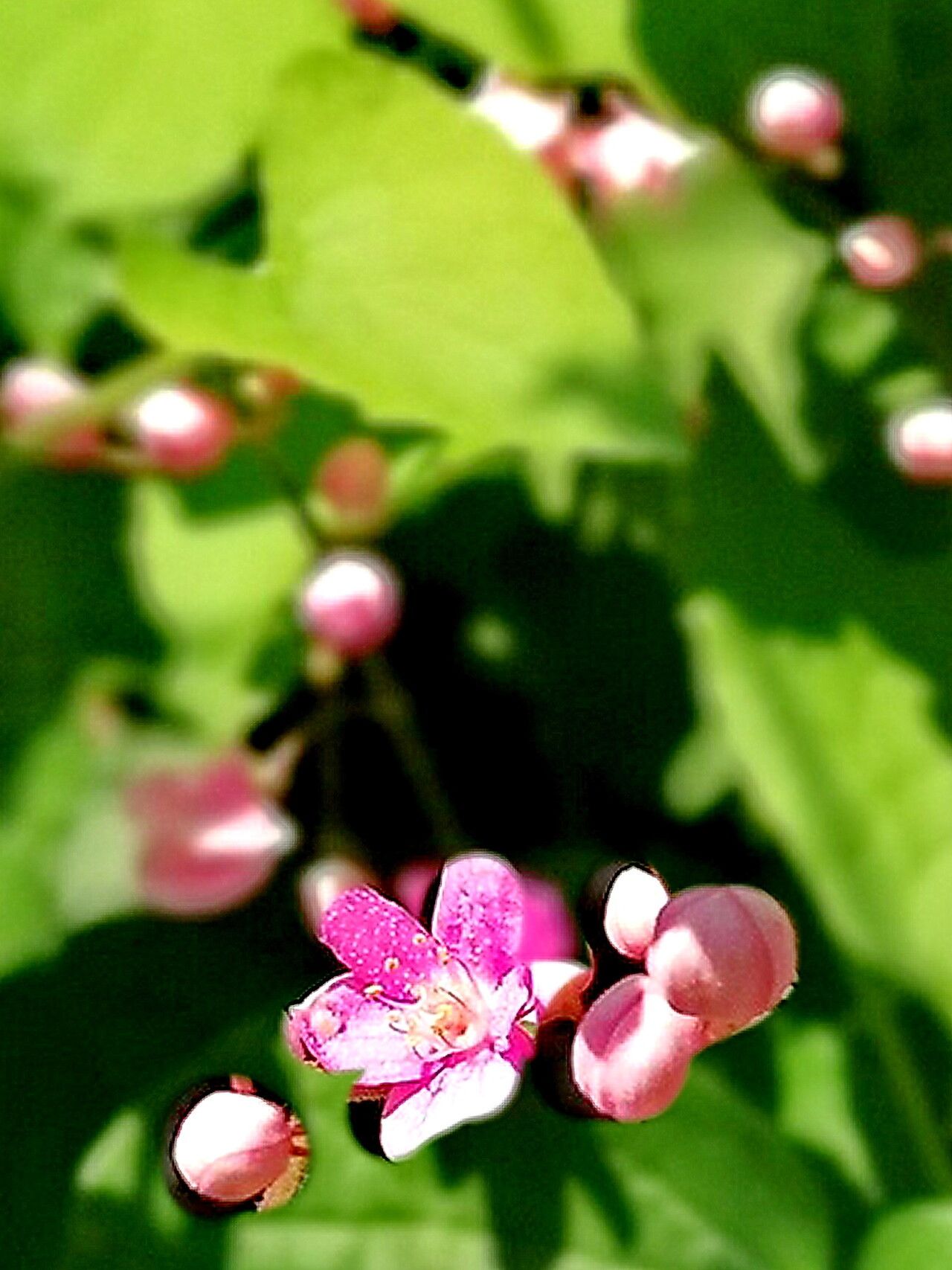 Antigonon cinerascens — related species from the same genus