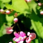 Antigonon cinerascens