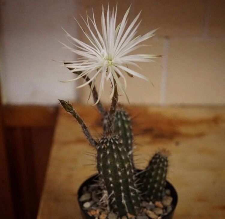 Setiechinopsis mirabilis flower