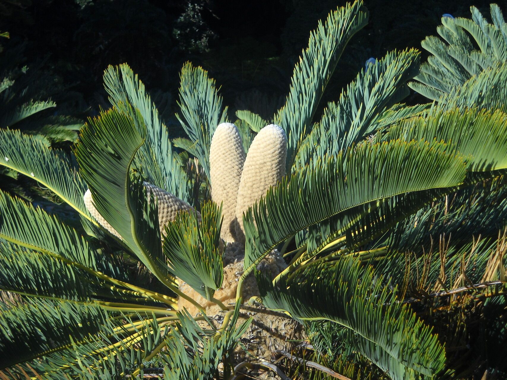 Encephalartos lanatus — search result for 'Encephalartos'