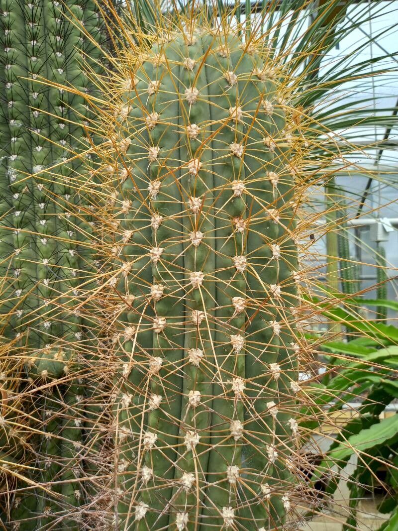 Echinopsis terscheckii bark