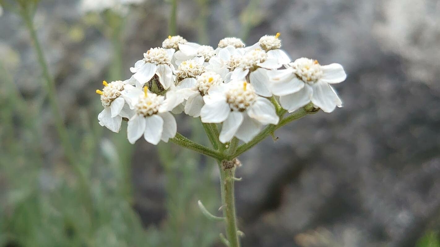 Achillea clavennae flower