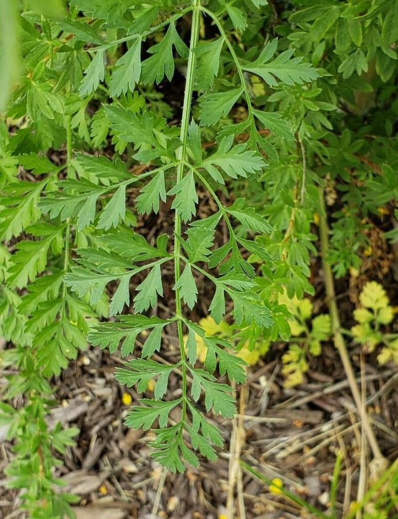 Visnaga daucoides — search result for 'Apiaceae'