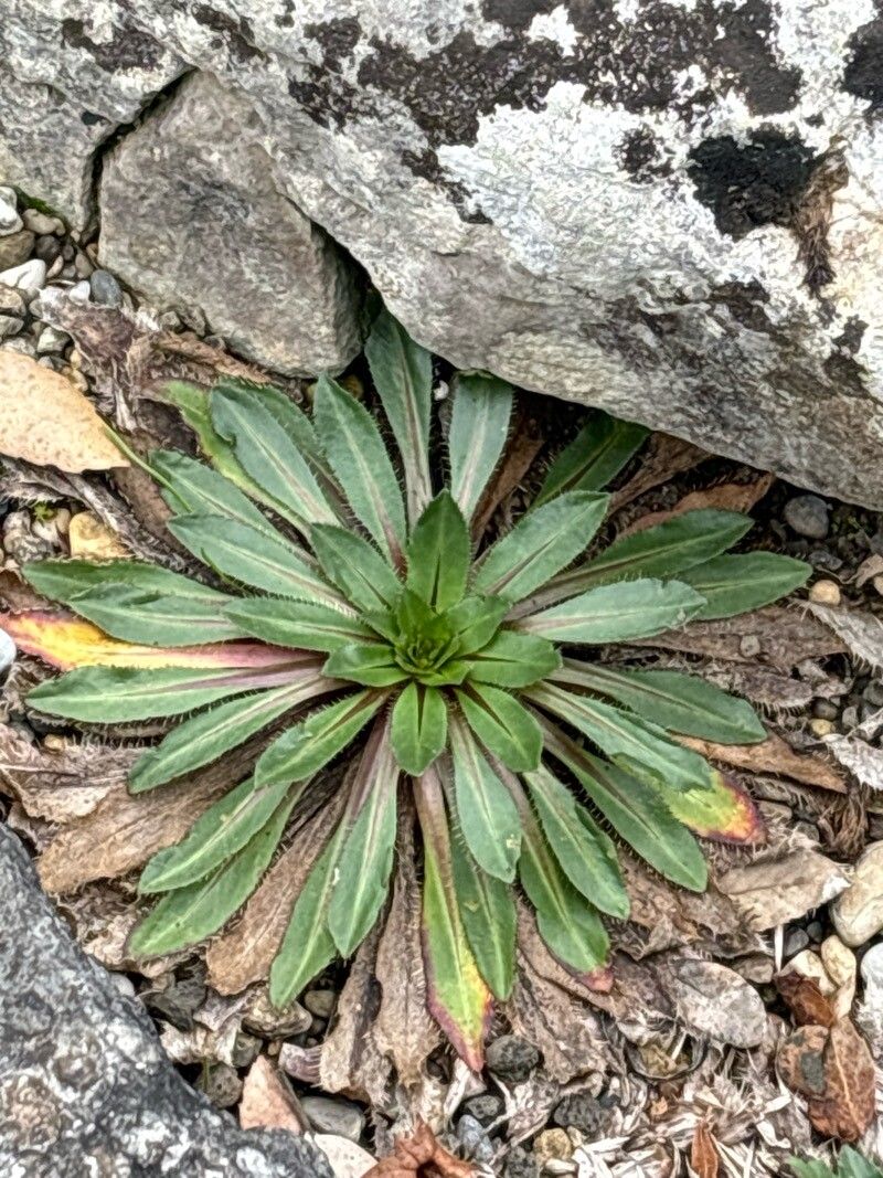 Carthamus reboudianus — search result for 'Carthamus'