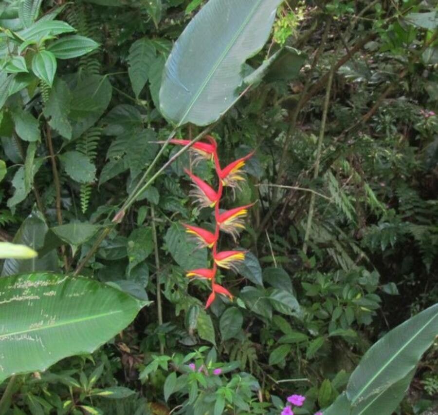 Heliconia nutans habit
