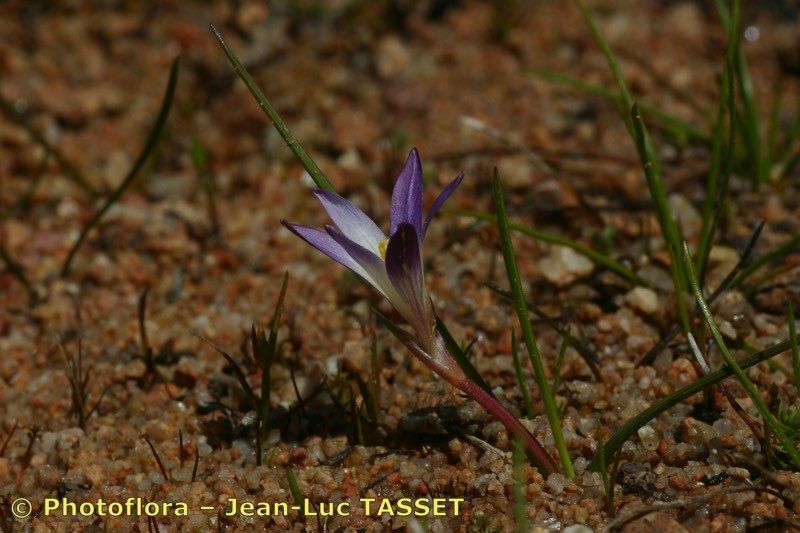 Romulea revelierei habit