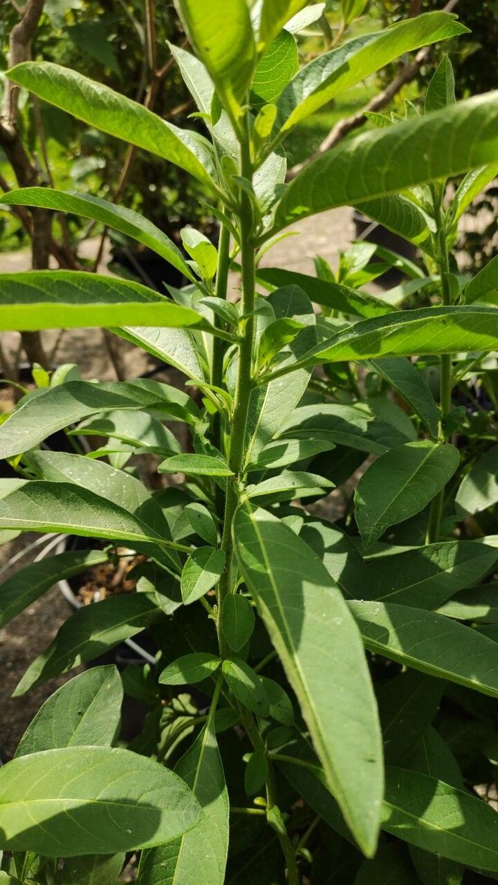 Iochroma australe — related species from the same genus