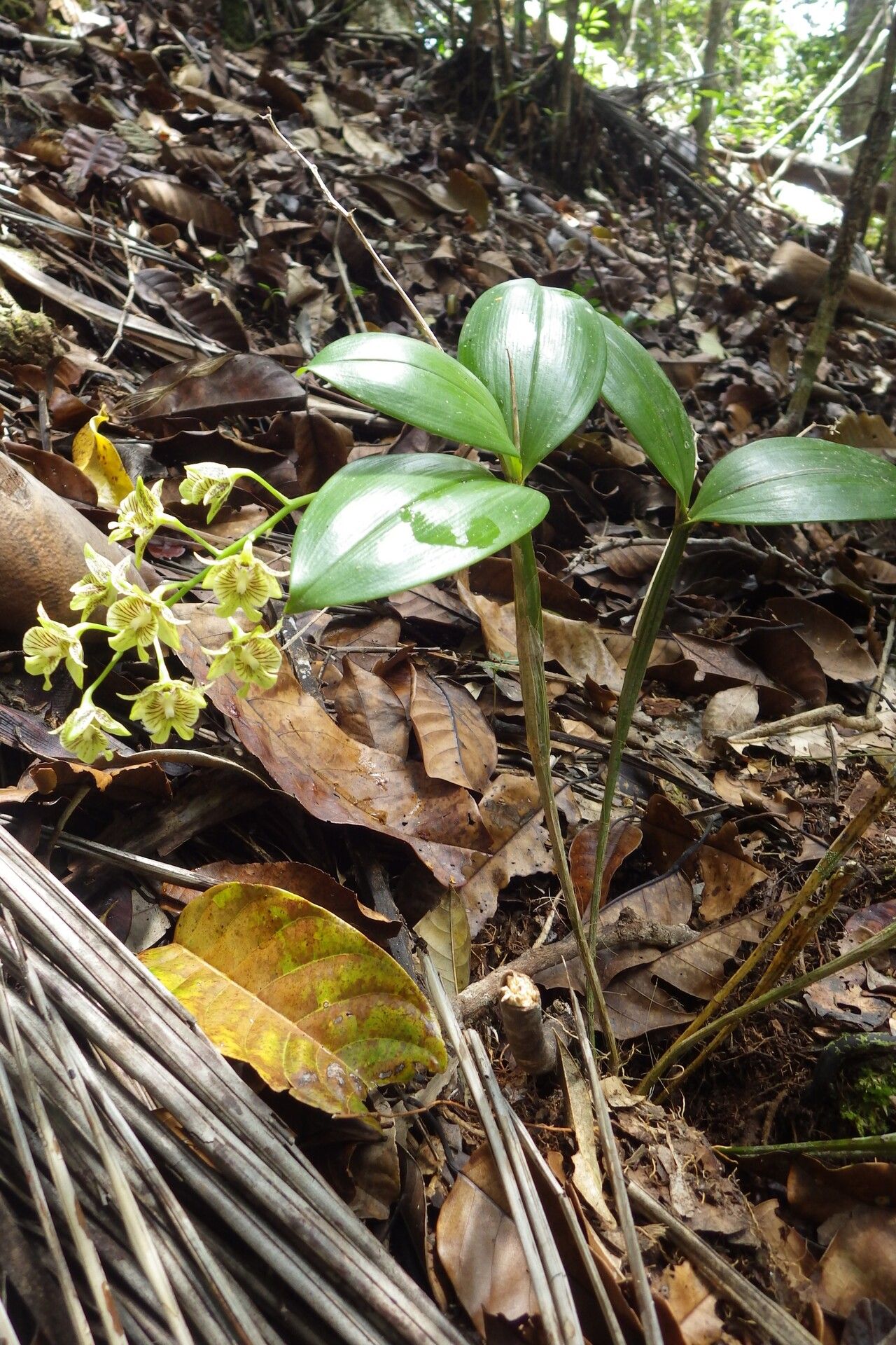 Dendrobium biloculare habit
