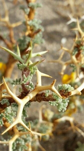 Adesmia horrida bark