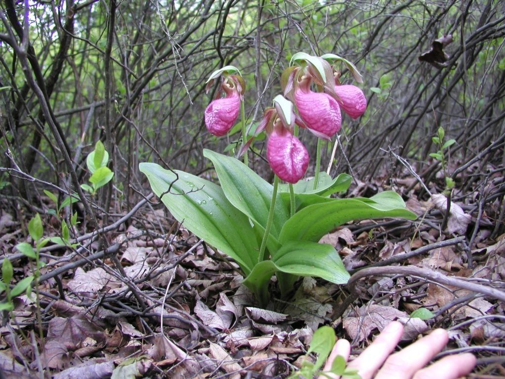 Cypripedium acaule habit