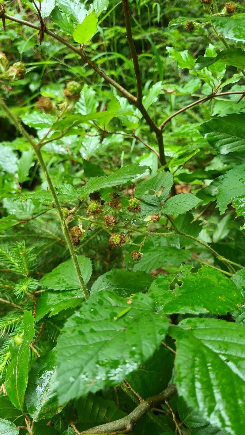 Rubus radula flower