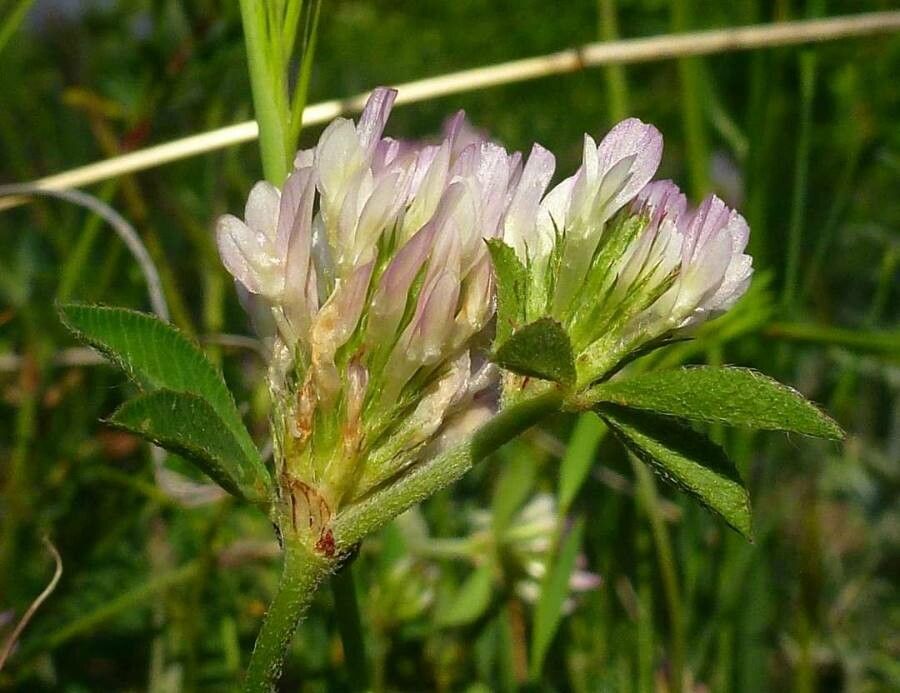 Trifolium dalmaticum flower