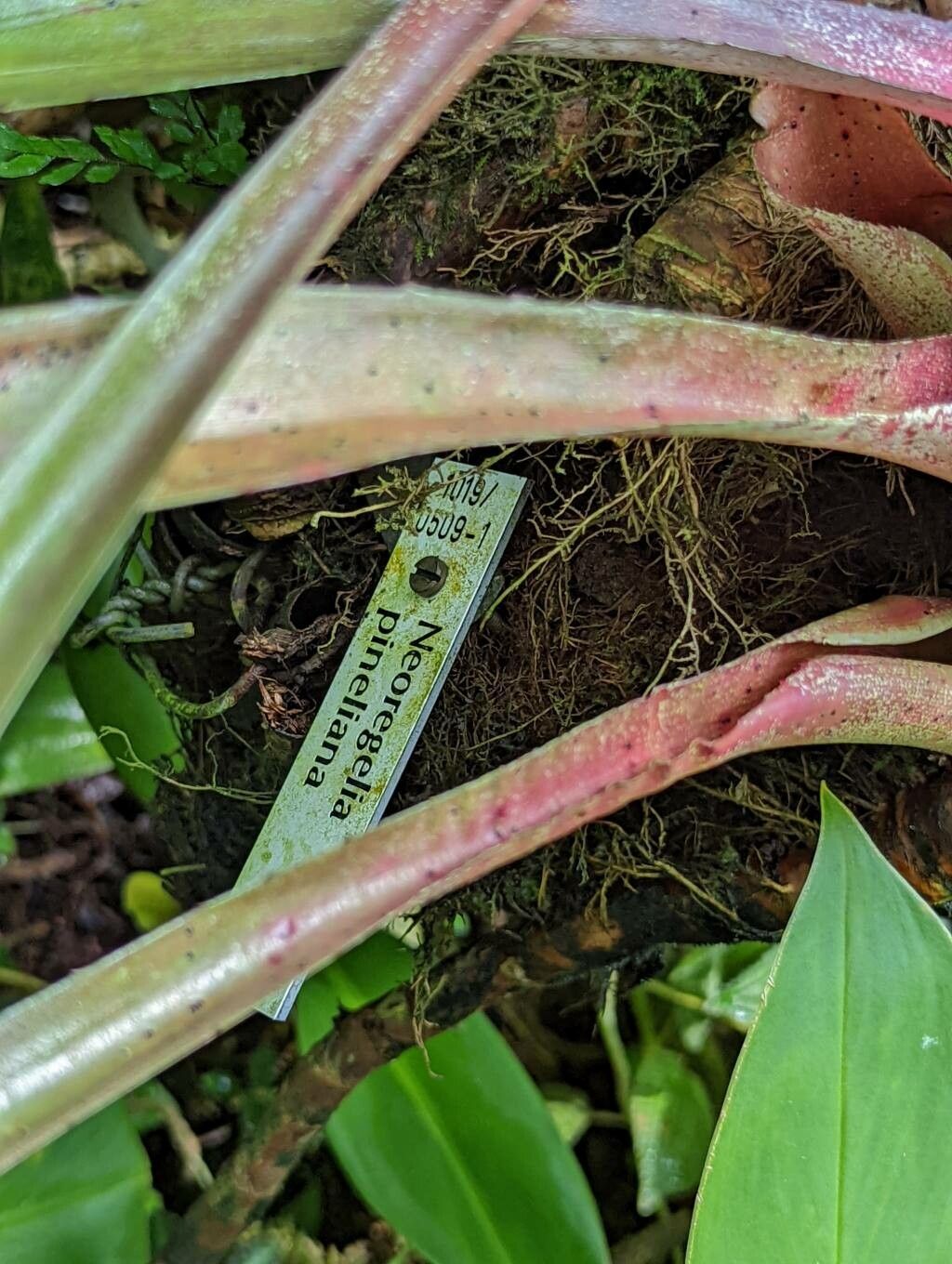 Neoregelia pineliana bark