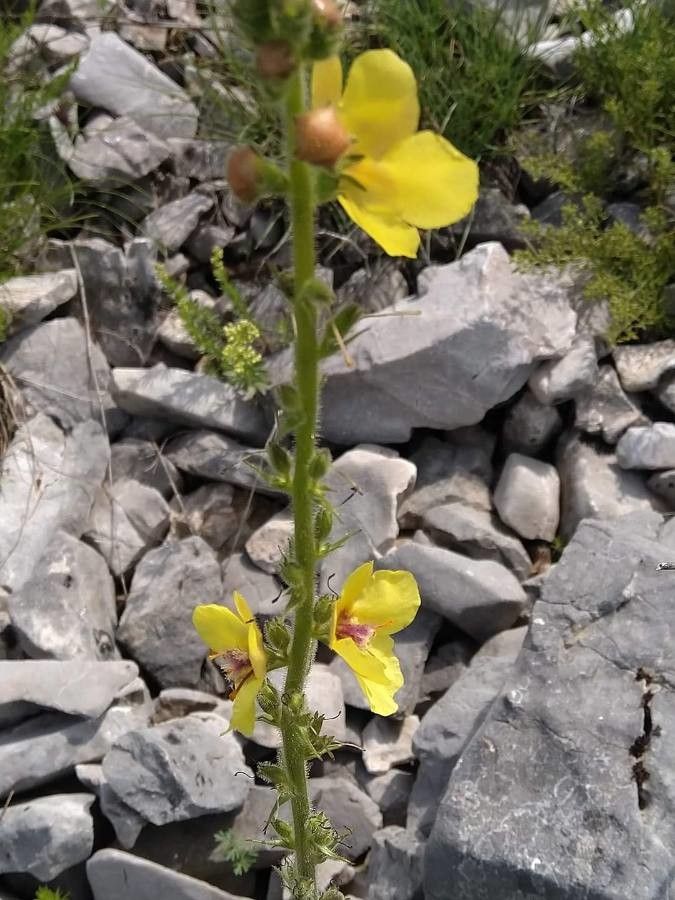 Verbascum anisophyllum other