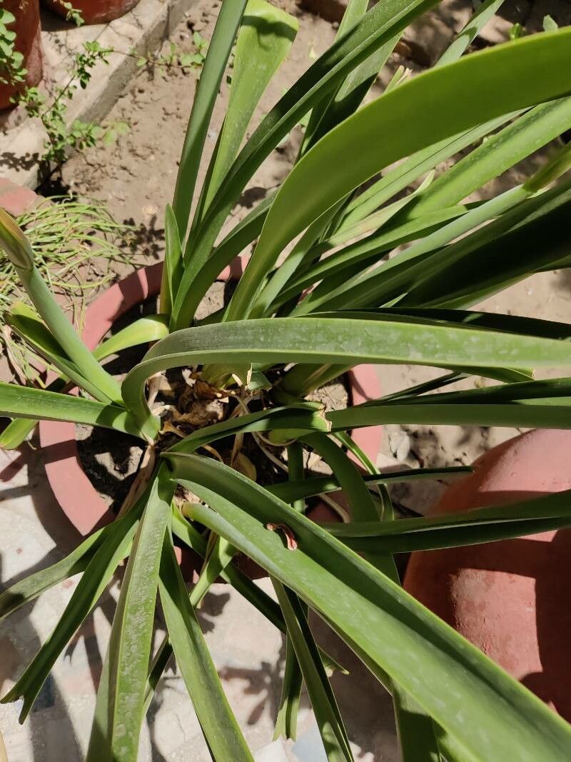 Hippeastrum vittatum leaf